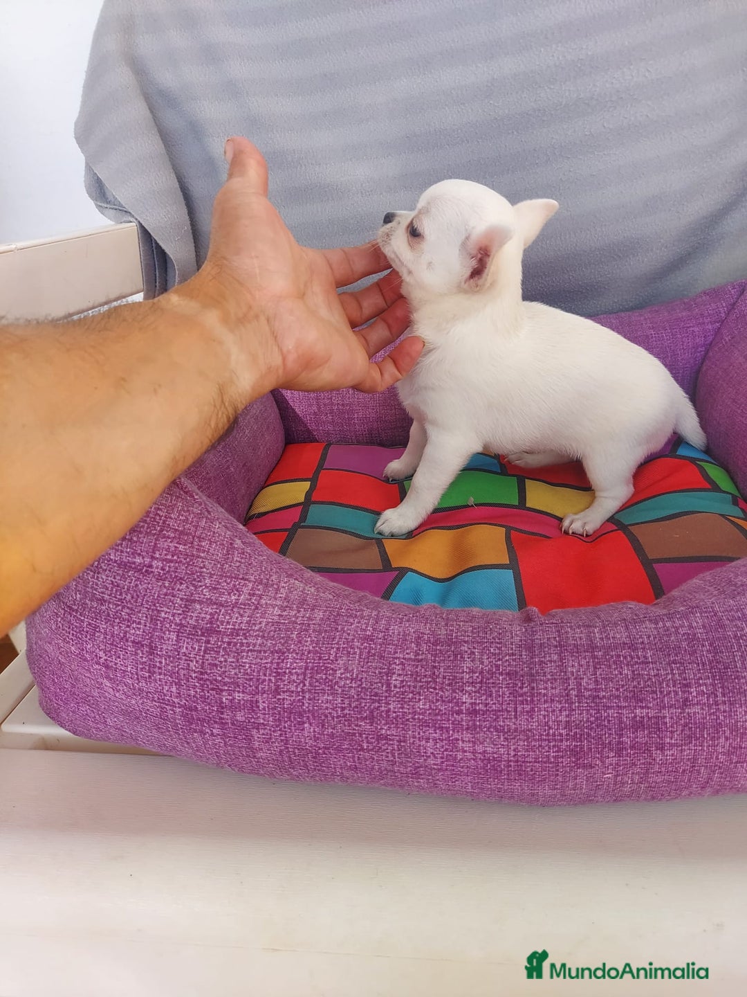 Chihuahua perros en venta: preciosos cachorrito de chihuahua - Anuncio 2