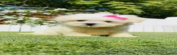 Bichón Maltés perros en venta: BICHON MALTES - HEMBRA - Anuncio 6