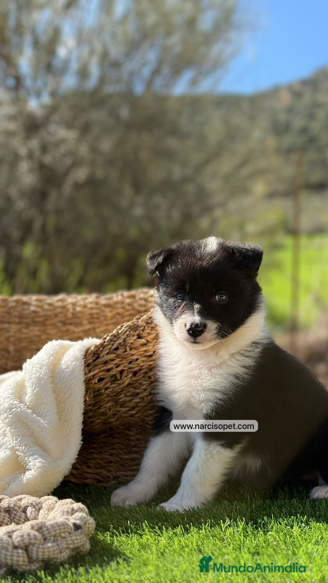 Border Collie perros BORDER COLLIE MACHO - Anuncio 1