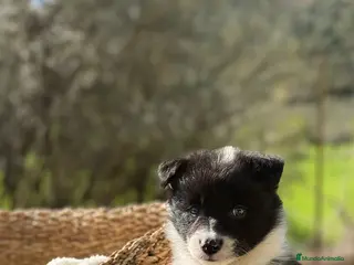 Border Collie perros BORDER COLLIE MACHO - Anuncio 1
