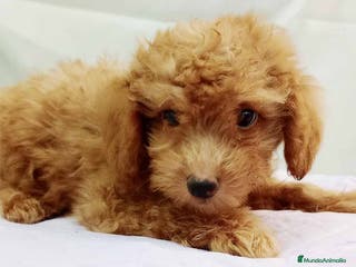 Caniche Toy perros Caniche Macho de Barbie y Can 6154 - AQUANATURA en Barcelona - Anuncio 22