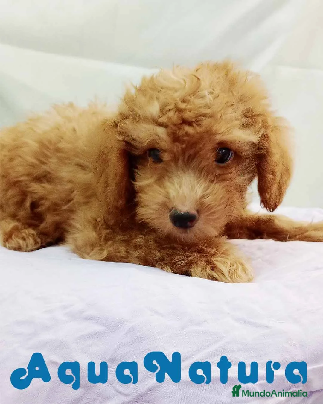 Caniche Toy perros en venta:  Caniche Macho de Barbie y Can 6154 - AQUANATURA en Barcelona - Anuncio 1