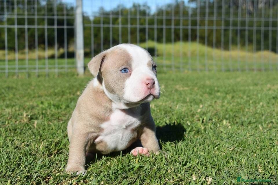 American Staffordshire-Terrier perros AMERICAN STAFFORD CACHORROS , BLUE , CHAMPAGNE... - Anuncio 2