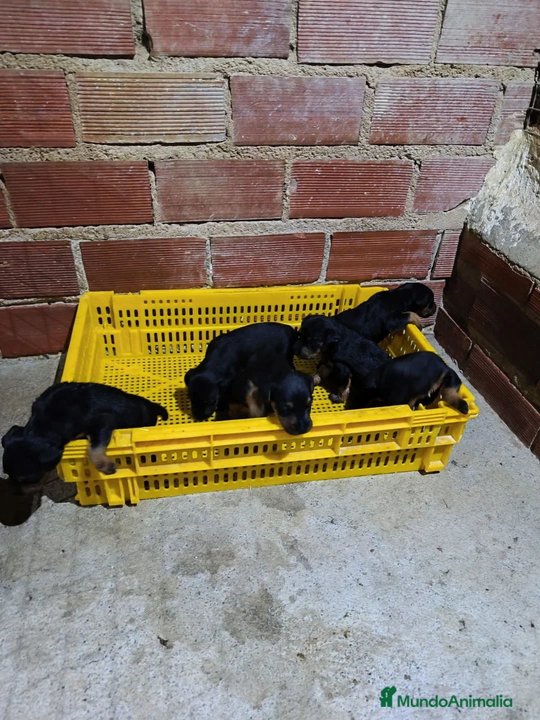 Otras razas perros en venta: Jagd Terrier de Calidad  - Anuncio 2