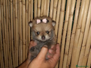 Pomerania perros Pomerania de Lulú en Badajoz - Anuncio 25
