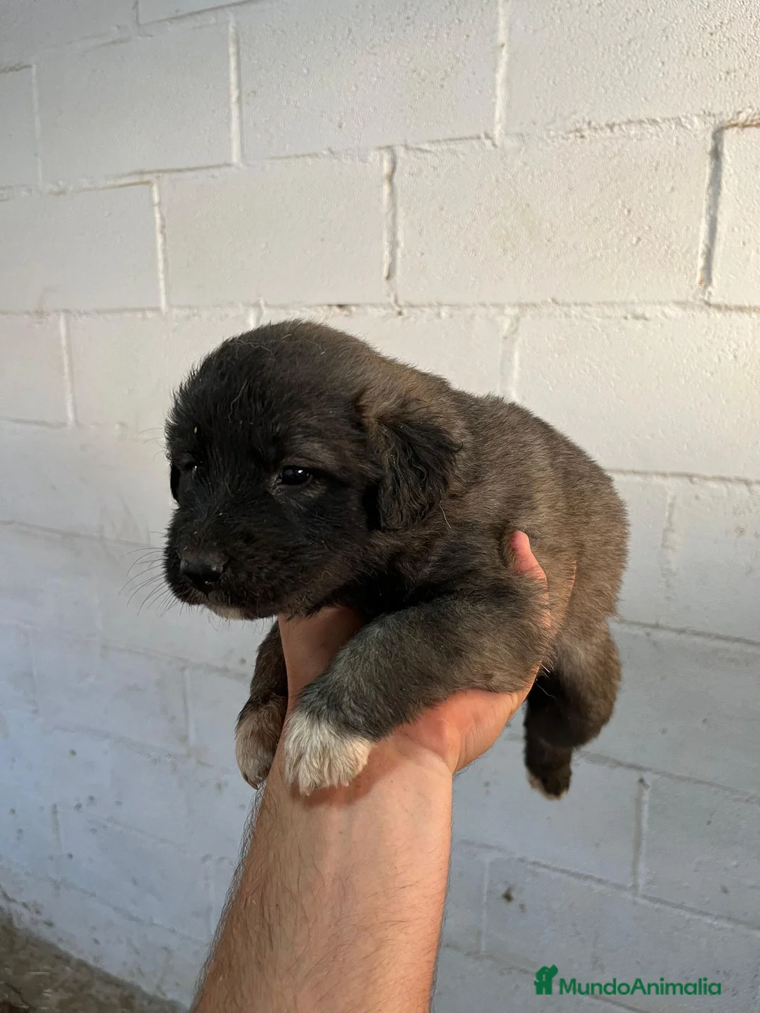 Pastor del Cáucaso perros en venta: Pastor del Caucaso de excelente línea  - Anuncio 1