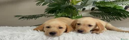 Labrador Retriever perros en venta: LABRADOR RETRIEVER  - Anuncio 19