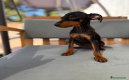 Pinscher Miniatura perros en venta: Mini-pinscher hembra  - Imagen 10