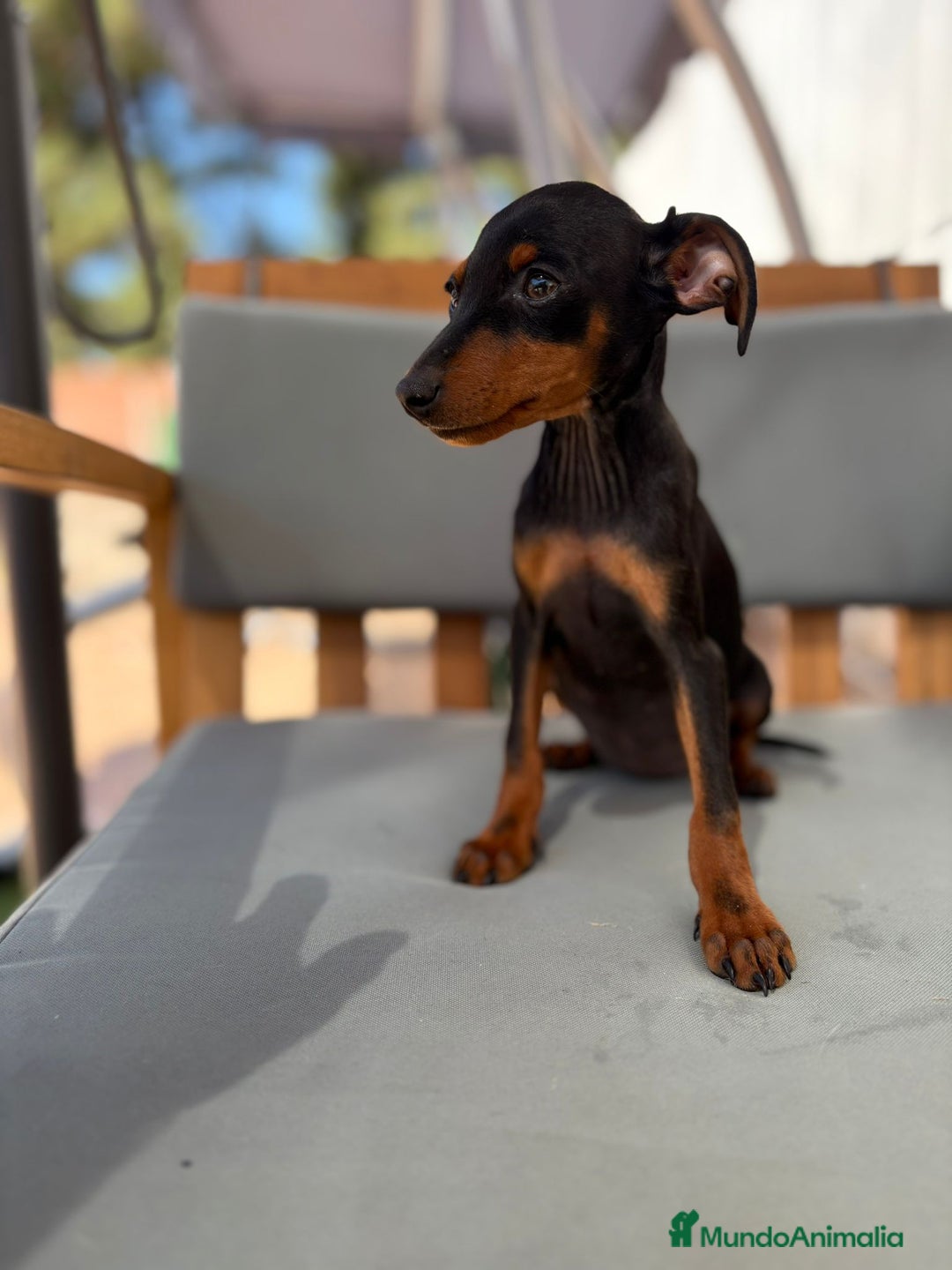 Pinscher Miniatura perros en venta: Mini-pinscher hembra  - Imagen 10