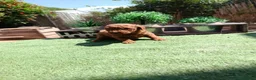 Caniche Toy perros en venta: Caniche toy - Anuncio 2