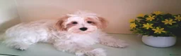 Maltipoo perros en venta: Matipoo Macho - Anuncio 4
