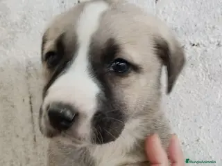 Mastín Español perros Disponible hembra Mastin - Anuncio 4