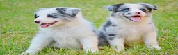 Border Collie perros en venta: camada de border collie  - Anuncio 6