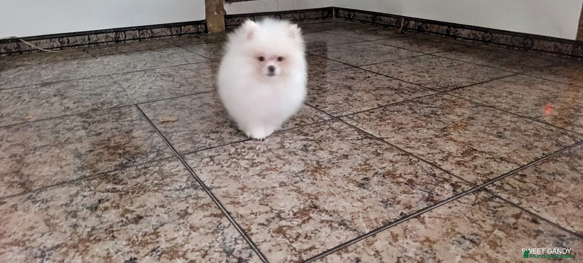 Pomerania perros POMERANIA MINI MACHITO  - Anuncio 1