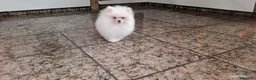 Pomerania perros en venta: POMERANIA TOY MACHITO  - Anuncio 1