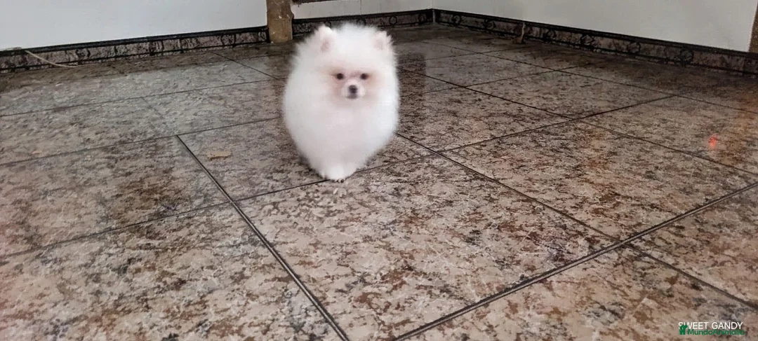 Pomerania perros en venta: POMERANIA TOY MACHITO  - Anuncio 1
