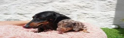Teckel Miniatura perros en venta: Teckel miniatura arlequín  - Anuncio 6