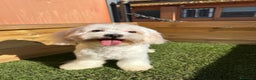 Bichón Maltés perros en venta: BICHON MALTES en Barcelona - Anuncio 3