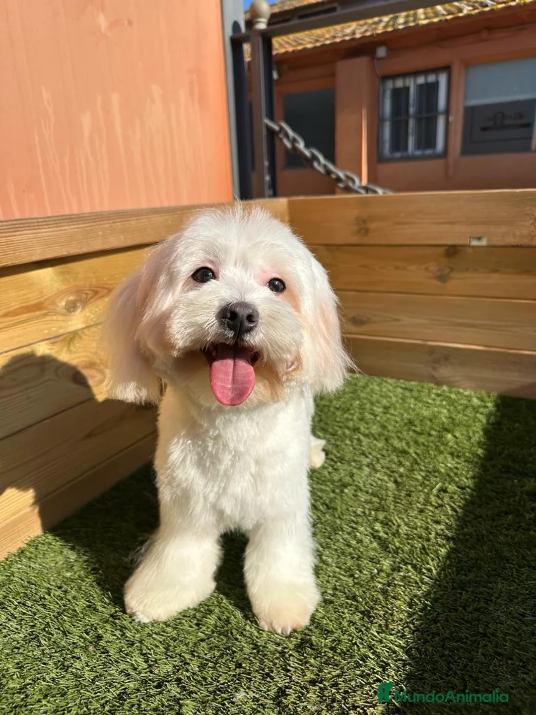 Bichón Maltés perros en venta: BICHON MALTES en Barcelona - Anuncio 3
