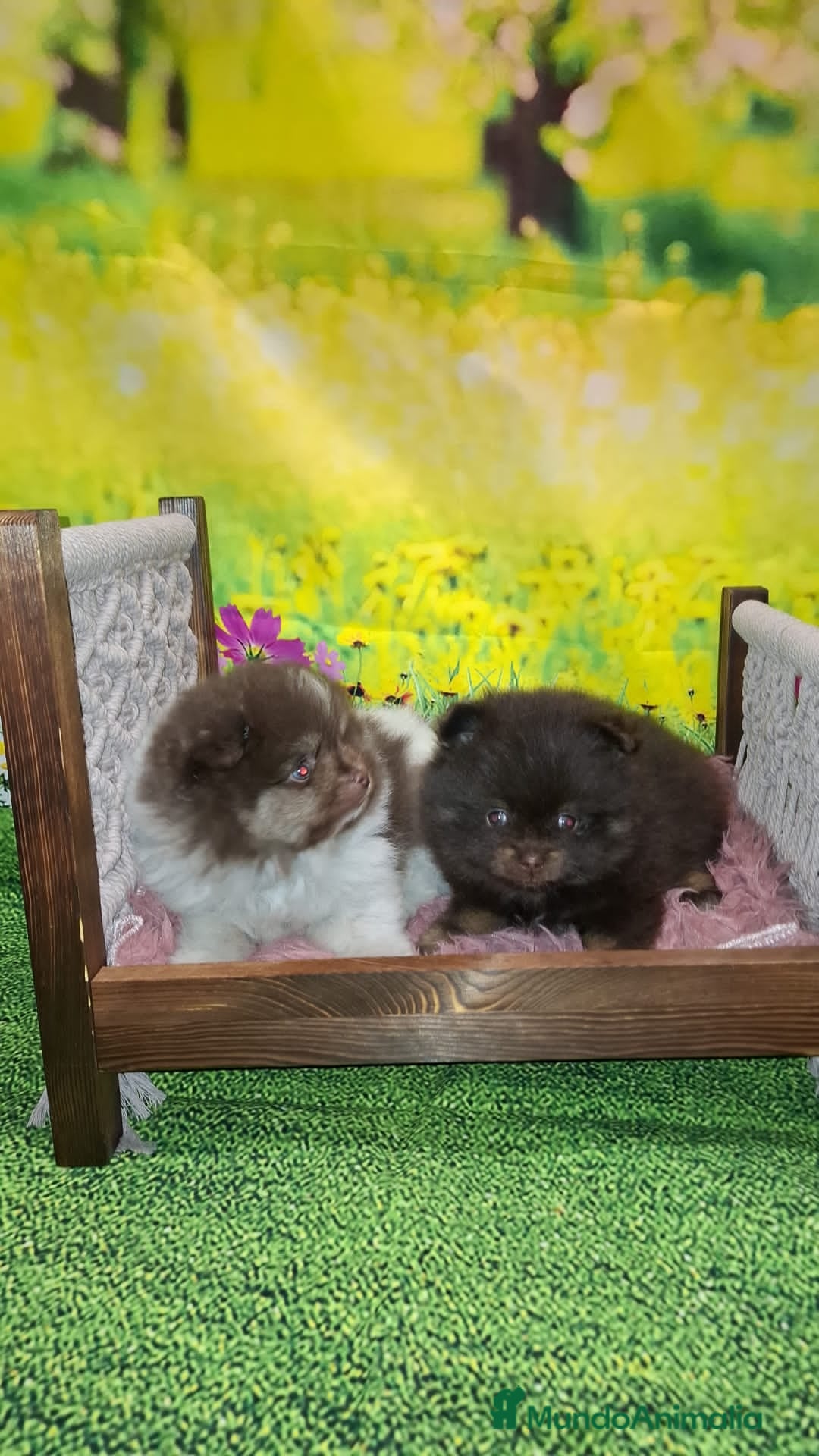 Pomerania perros en venta: Pomerania chocolate macho  - Anuncio 7