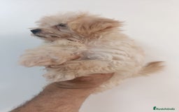 Maltipoo perros en venta: Maltipoo - Imagen 3