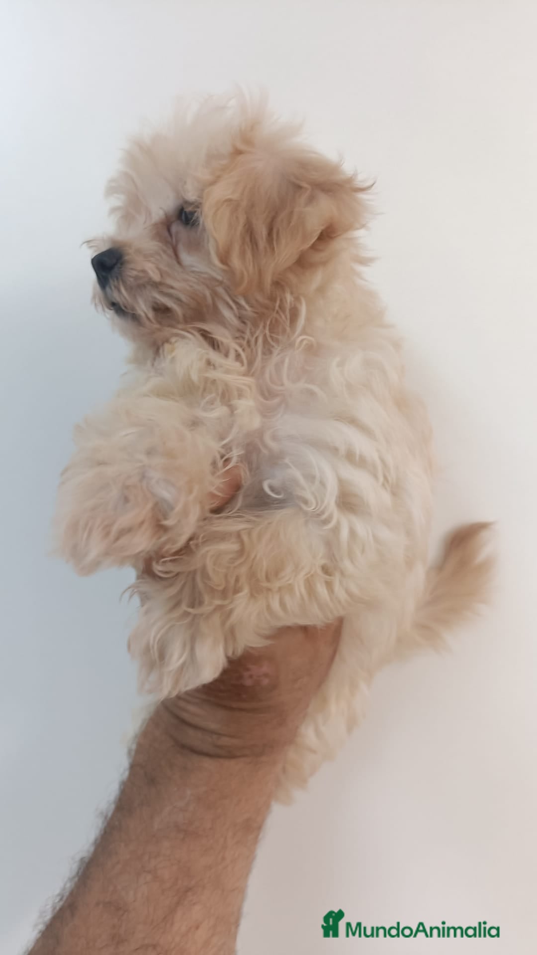 Maltipoo perros en venta: Maltipoo - Imagen 3