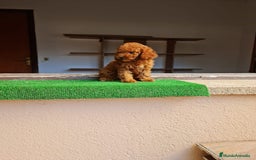 Caniche Toy perros en venta: Caniche miniatura  - Imagen 1