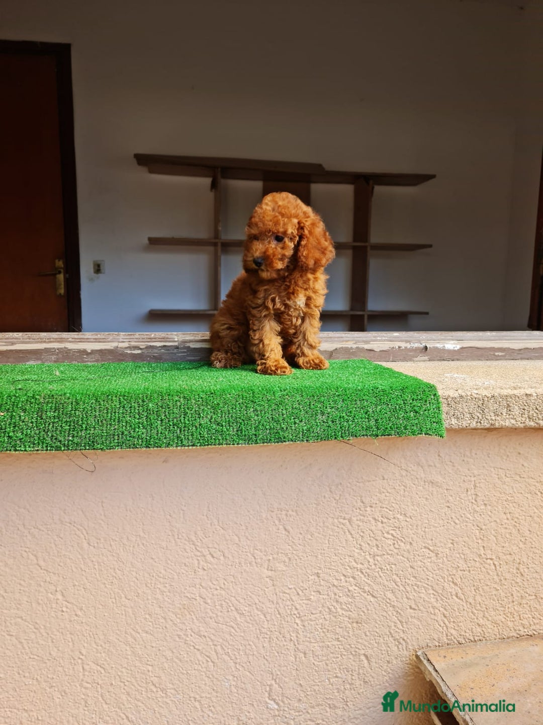Caniche Toy perros en venta: Caniche miniatura  - Imagen 1