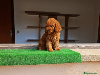 Caniche Toy perros - Anuncio 2