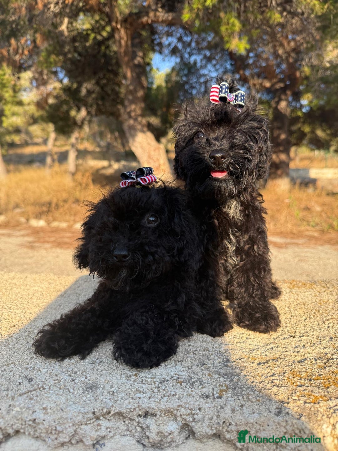 Caniche Toy perros en venta: MACHOS CANICHE TOY  - Imagen 3