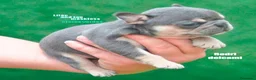 Bulldog Francés perros en venta: bulldog frances - Anuncio 4