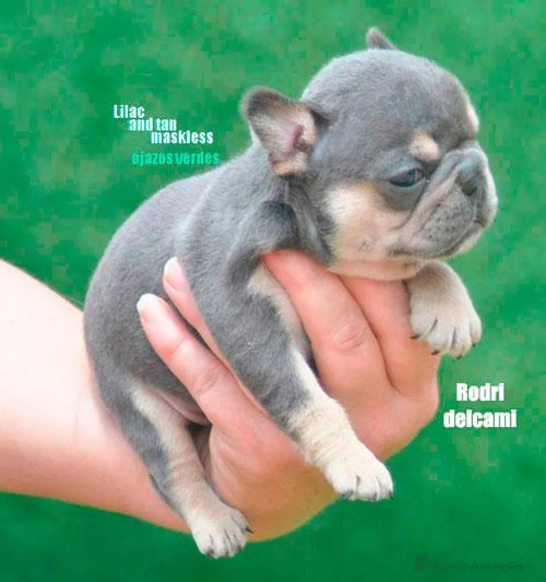 Bulldog Francés perros en venta: bulldog frances - Anuncio 4