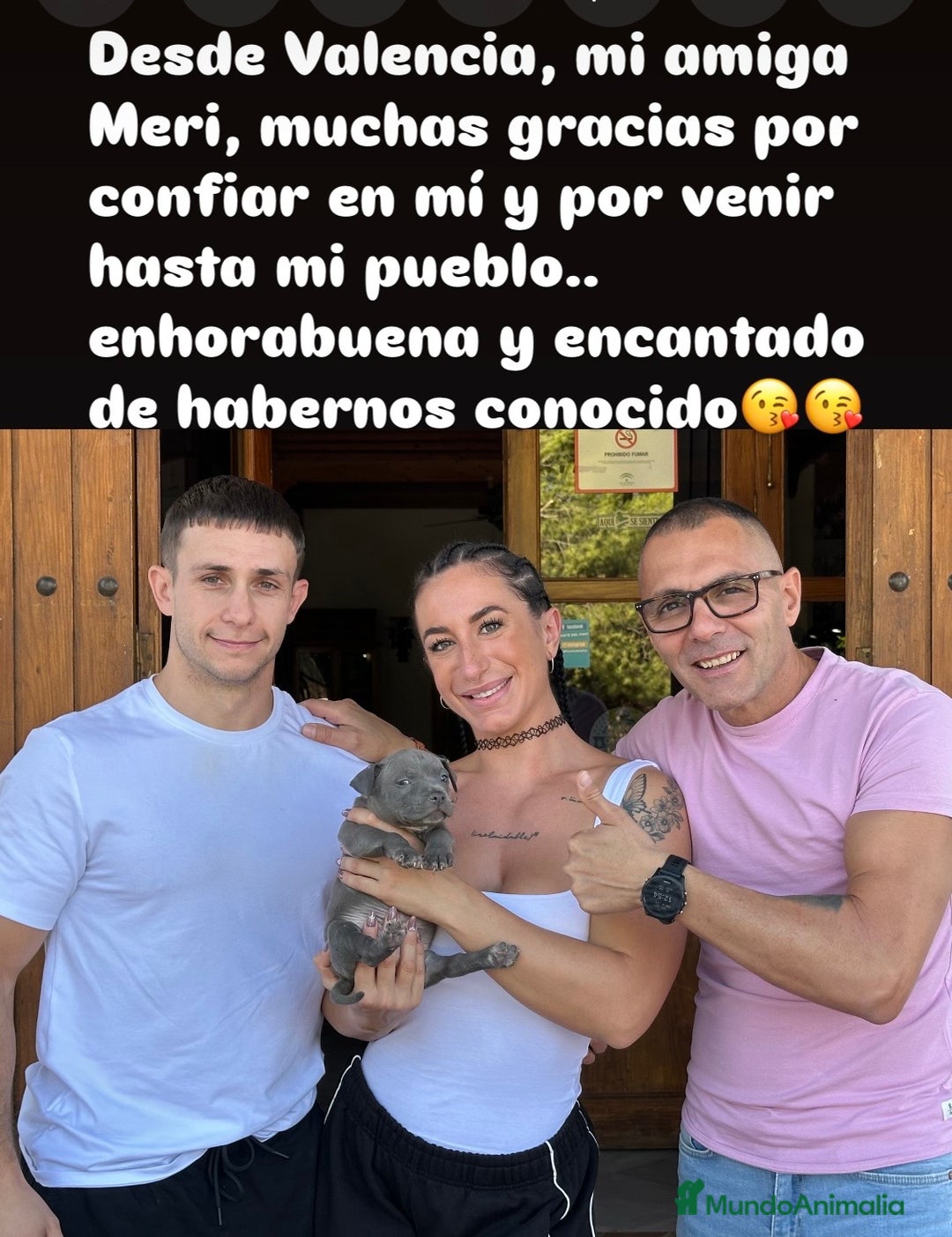 American Staffordshire-Terrier perros en venta: American Stanford, mis pequeños - Imagen 4