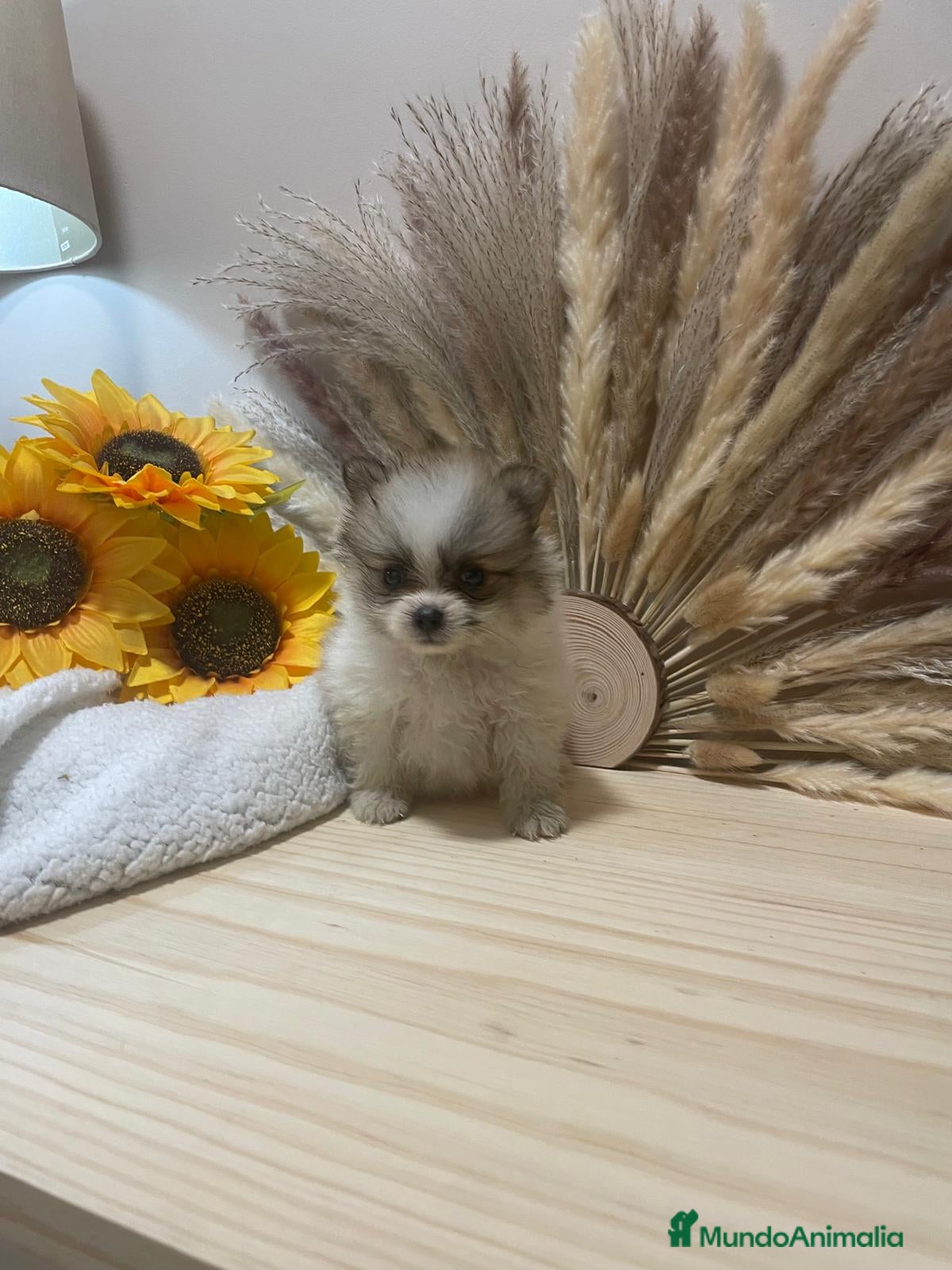 Pomerania perros pomerania  - Anuncio 2