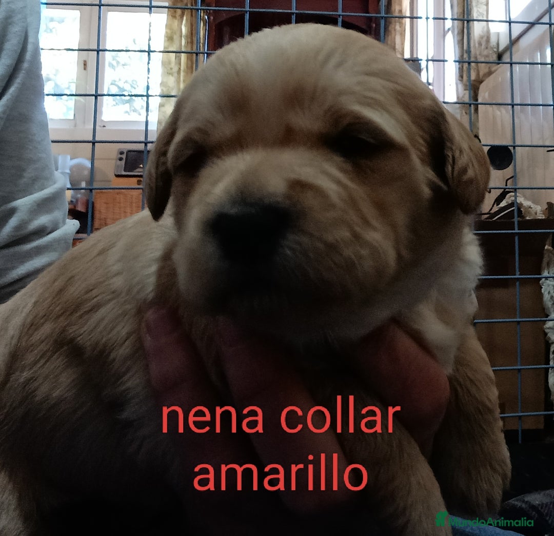 Labradoodle perros en venta: Preciosos cachorros de labradoodle f1b - Anuncio 6