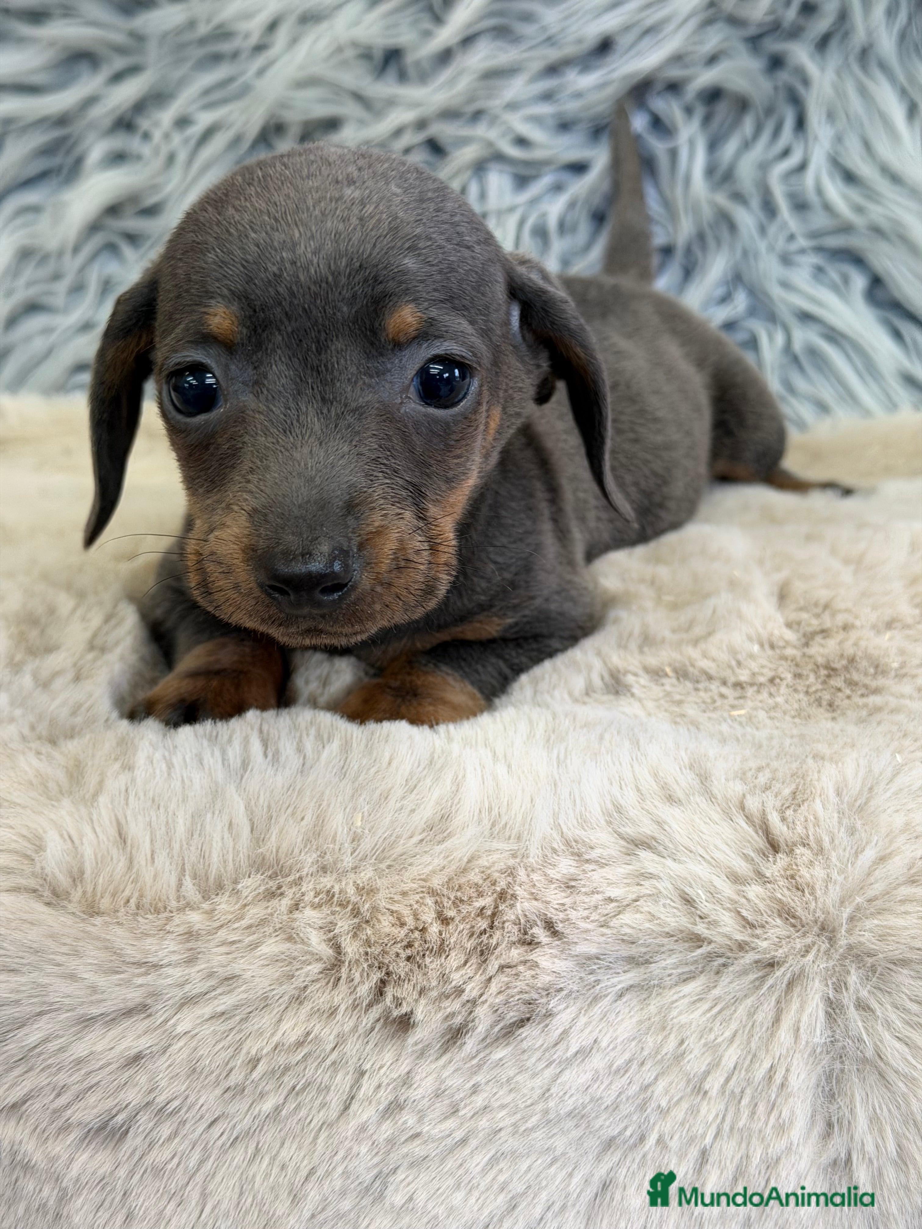 Teckel Miniatura perros Teckel mini Blue  - Anuncio 3