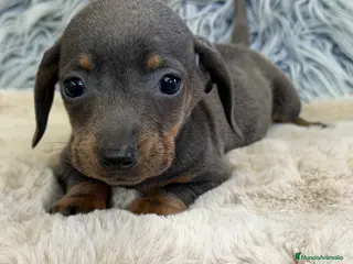 Teckel Miniatura perros Teckel mini Blue - Anuncio 3