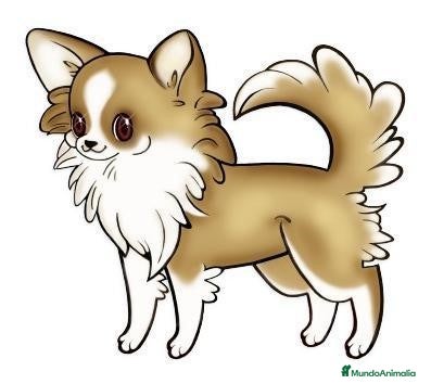 Chihuahua perros en venta: Macho de pelo largo - Anuncio 1