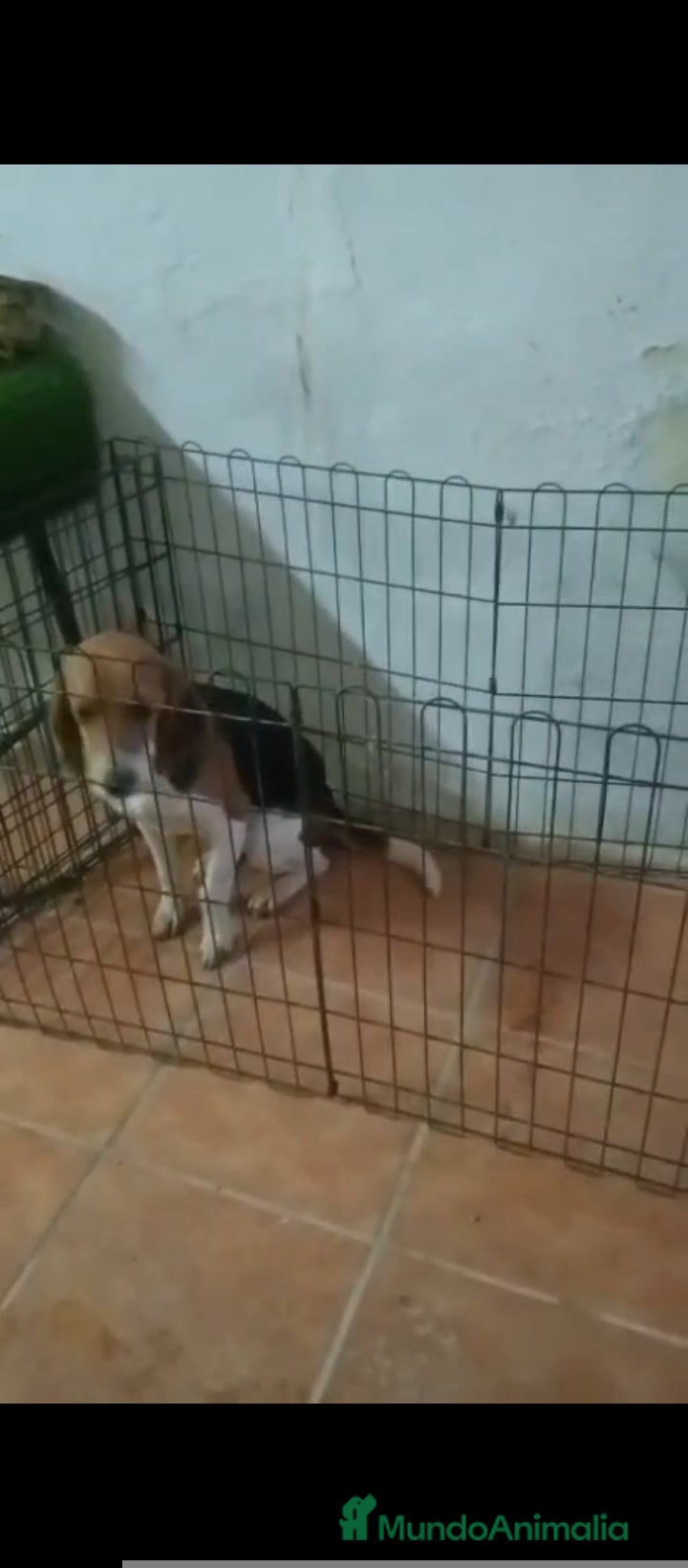 Beagle perros Beagle  - Anuncio 2