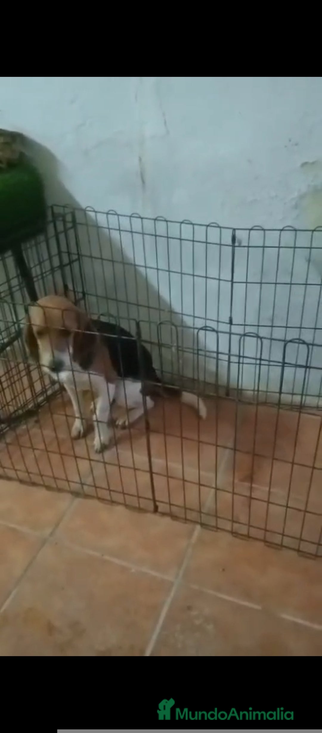 Beagle perros en venta: Beagle  - Anuncio 1