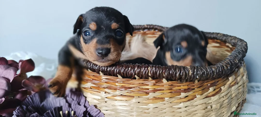 Pinscher Miniatura perros en venta: Cachorro Mini Pinscher - Anuncio 2