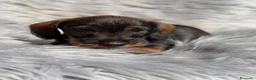 Teckel Miniatura perros en venta: Teckel pelo duro disponibles💙🐾 - Anuncio 4