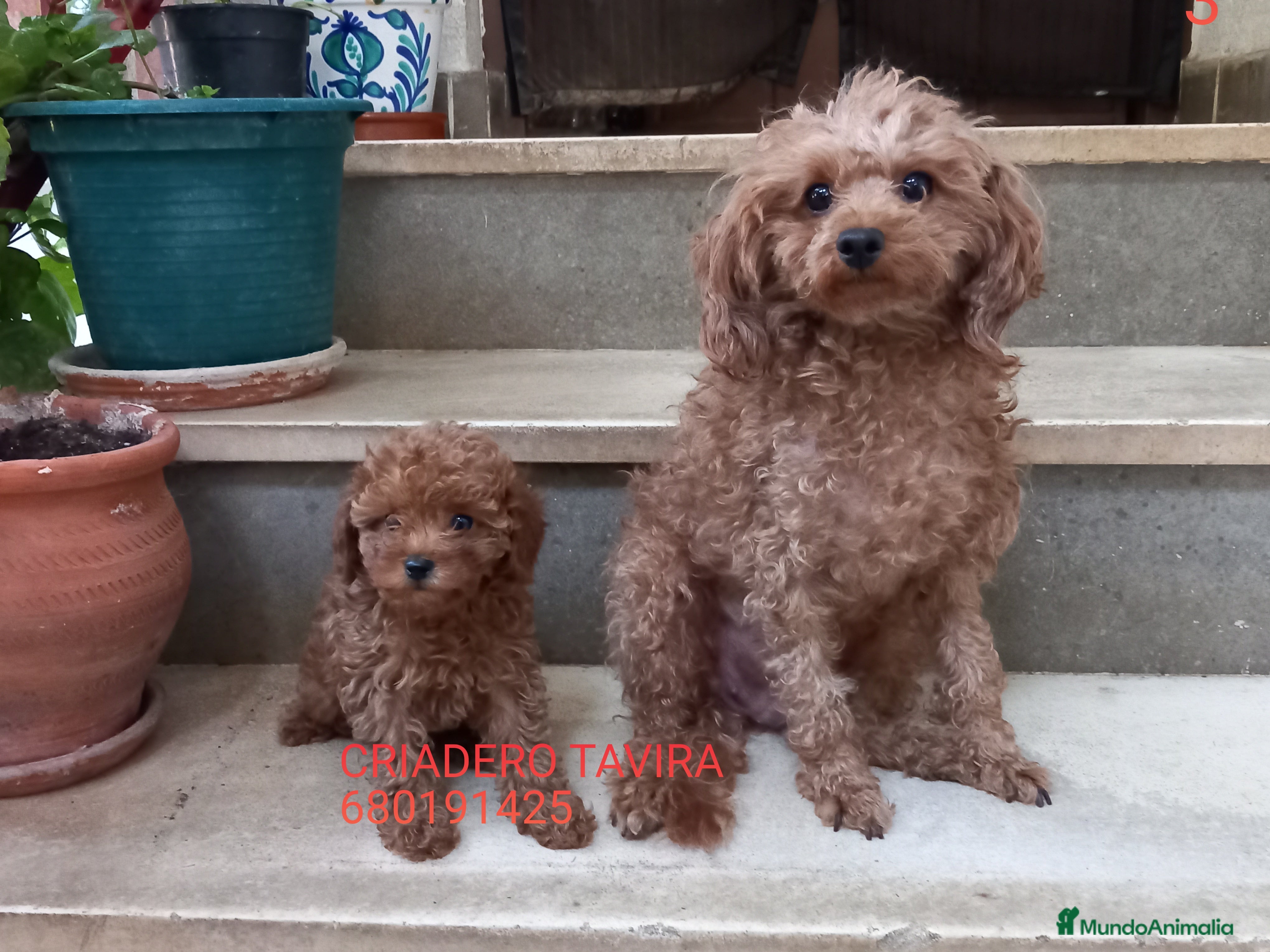 Caniche Toy perros Caniche toy rojo poodle cachorro en Sevilla - Anuncio 2