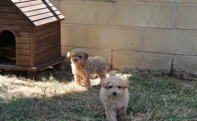 Caniche Enano perros - Propaganda 3