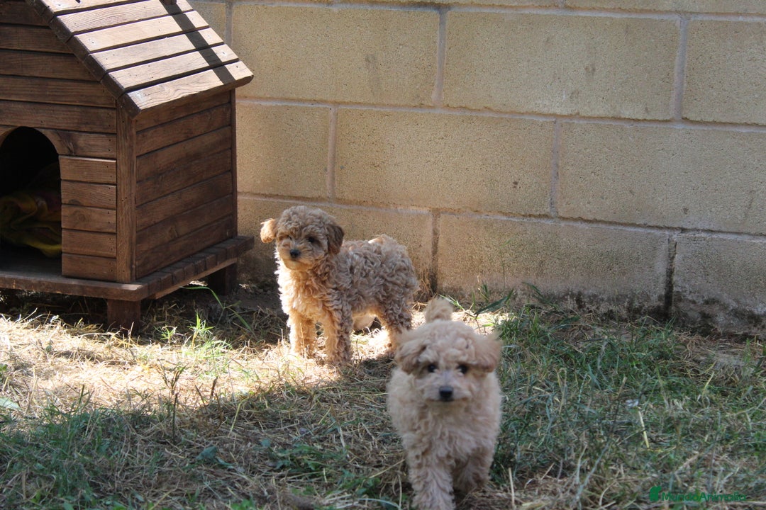 Caniche Enano perros en venta: Caniche enana  - Imagen 1
