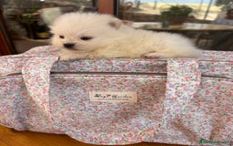 Pomerania perros en venta: Lulu de Pomerania minis  - Imagen 6