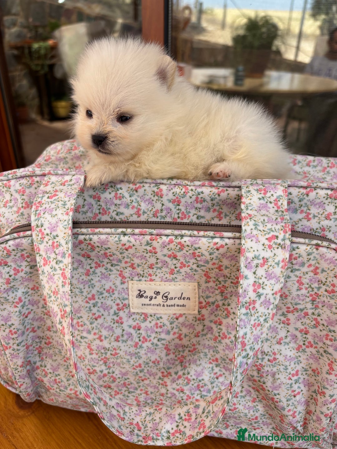 Pomerania perros en venta: Lulu de Pomerania minis  - Imagen 6