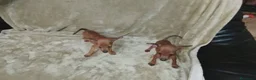 Pinscher Miniatura perros en venta: Pinscher miniatura rojos🐶🐾🔥 - Anuncio 3