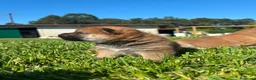 Shiba Inu perros en venta: SHIBA INU EN PONTEVEDRA - Anuncio 4