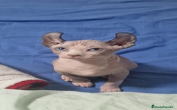Otras razas gatos en venta: Elfos Hembra. Calidad y selección  - Imagen 1